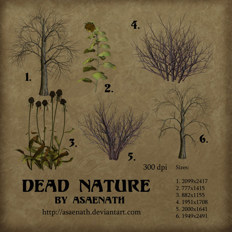 dead_nature_by_asaenath_by_tube_traders