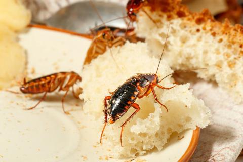 Trois façons d'exterminer les cafards des maisons sans utiliser de produits chimiques