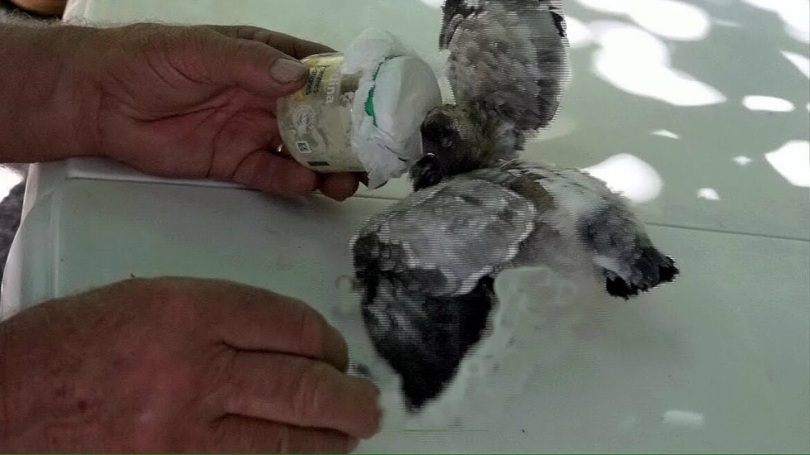 Quand nourrir son familier dofus ?