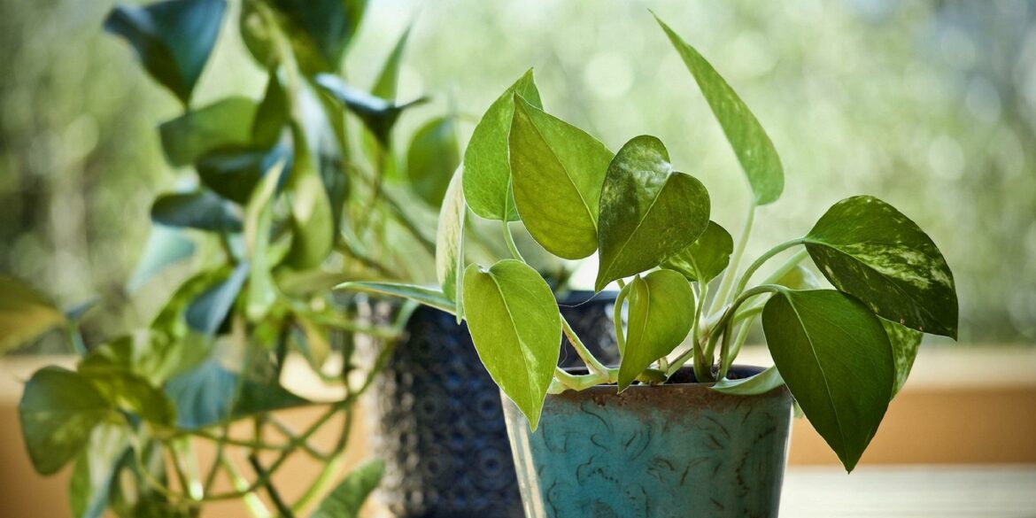 C'est quoi un légume hybride ?