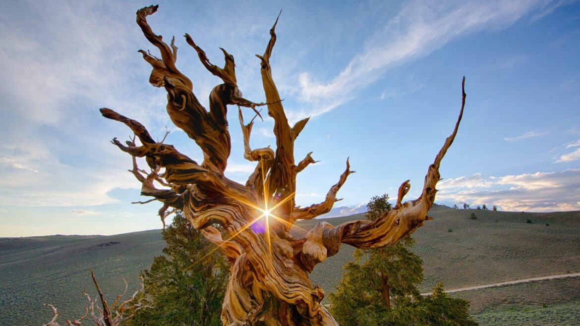 Pourquoi le frère du roi George a abdiqué ?