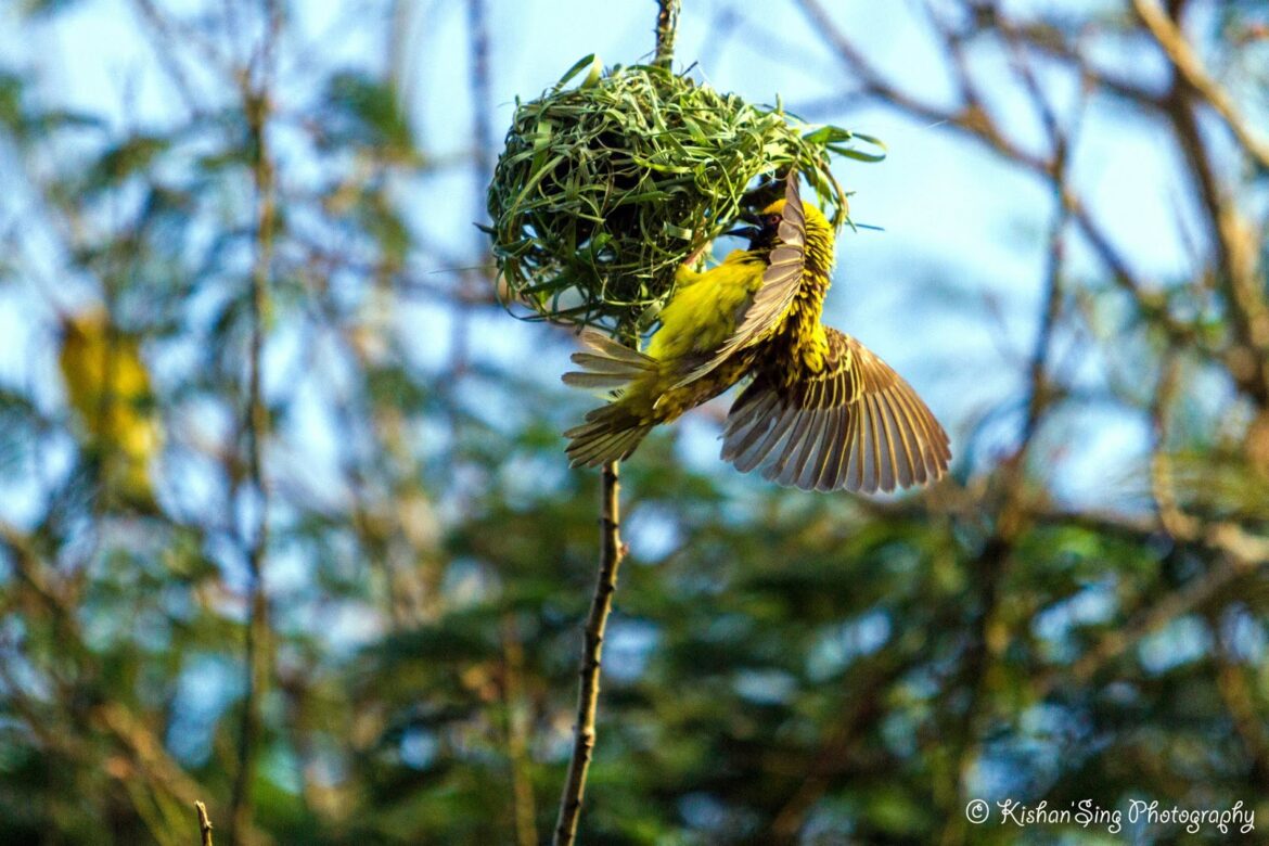 Quand les moineaux font leur nid ?