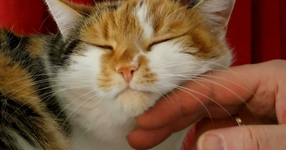 Quel genre d'animal est Pikachu ?