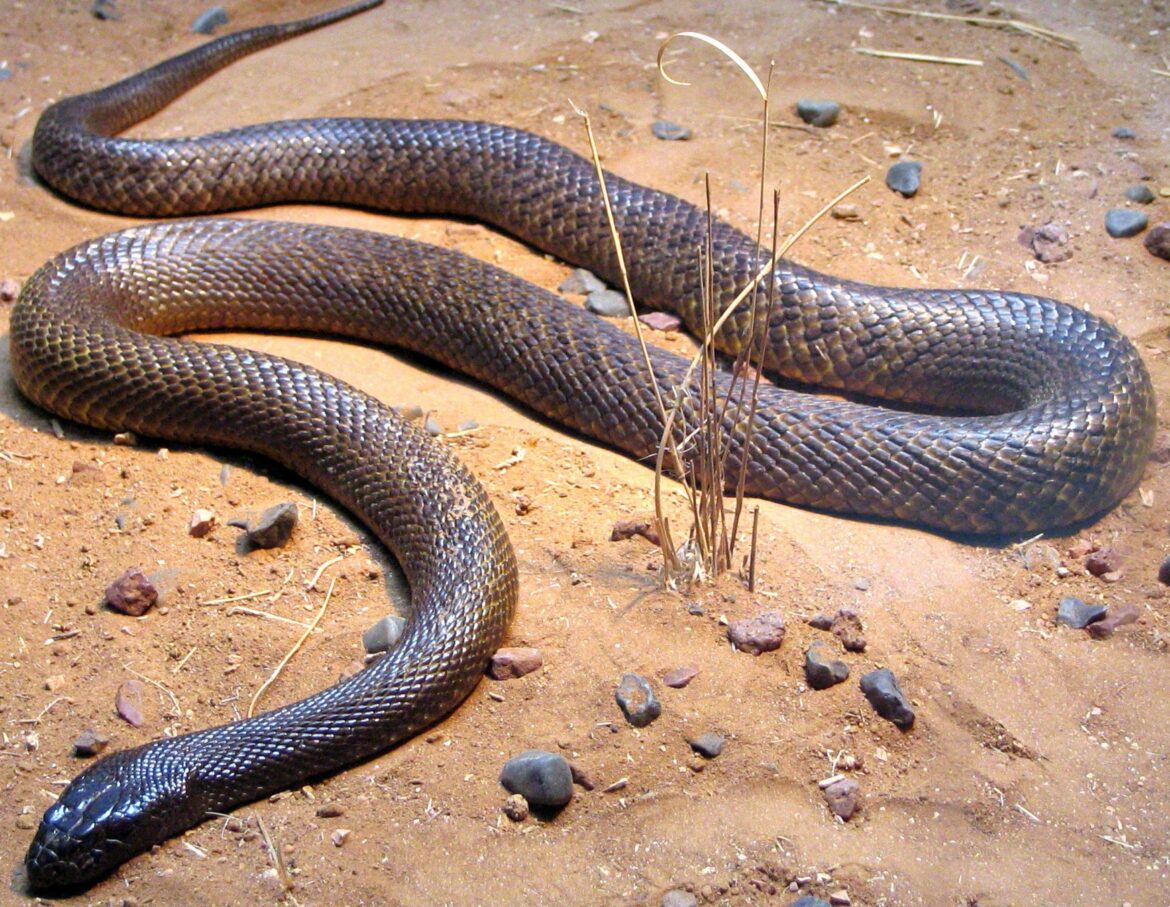 Où se trouve le lion de Macédoine ?