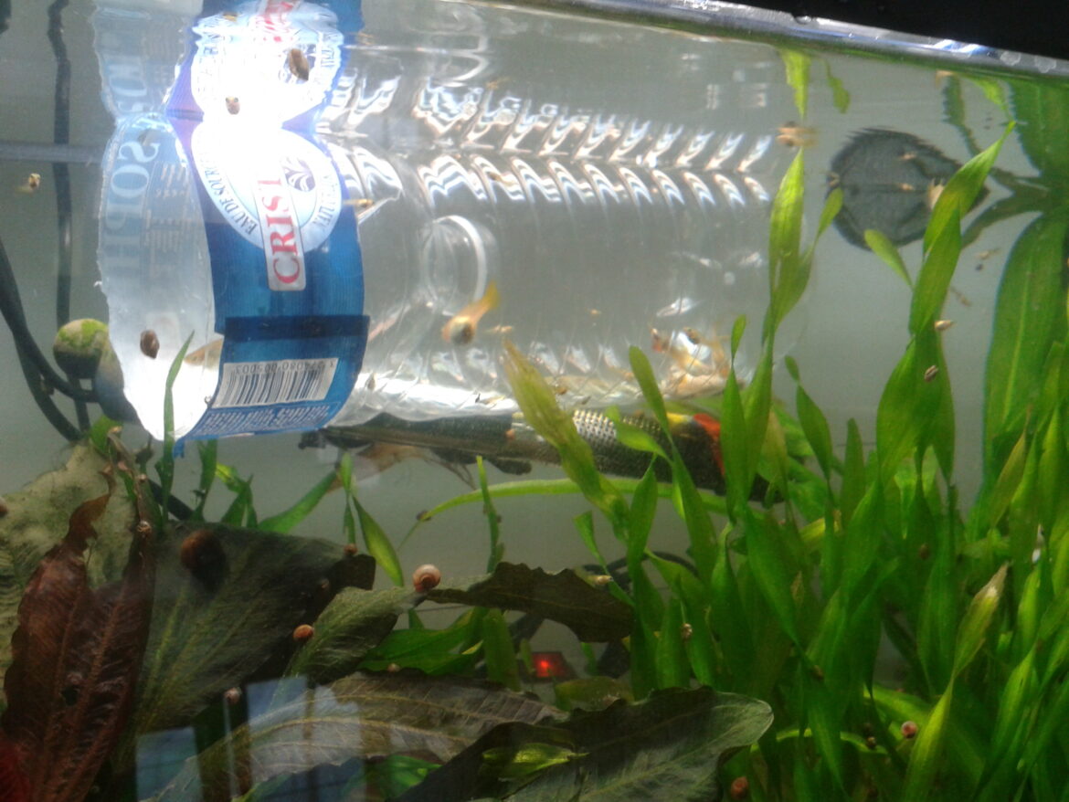 Où trouver des poissons rares Animal Crossing ?