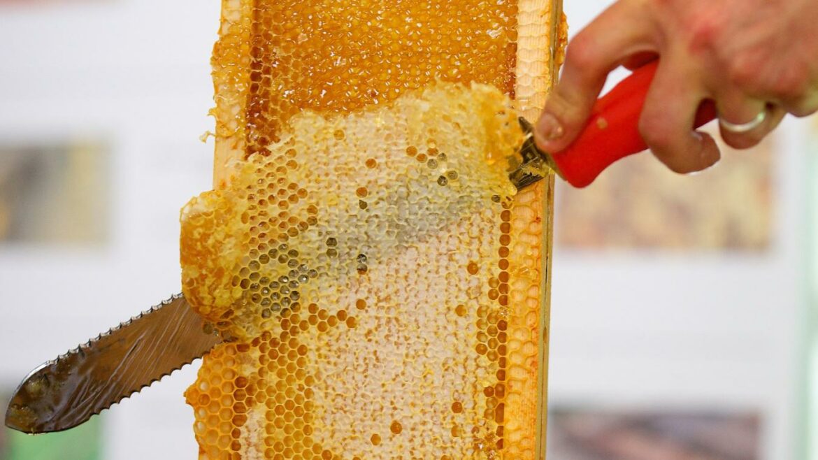 Comment extraire le miel avec un extracteur ?