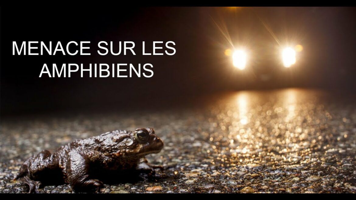 Qu'est-ce qui attire les grenouilles ?