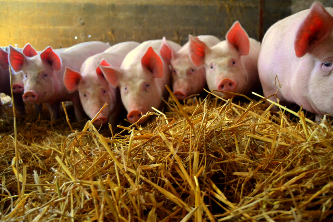 Comment trouver la gemme Bredouilleuse ?