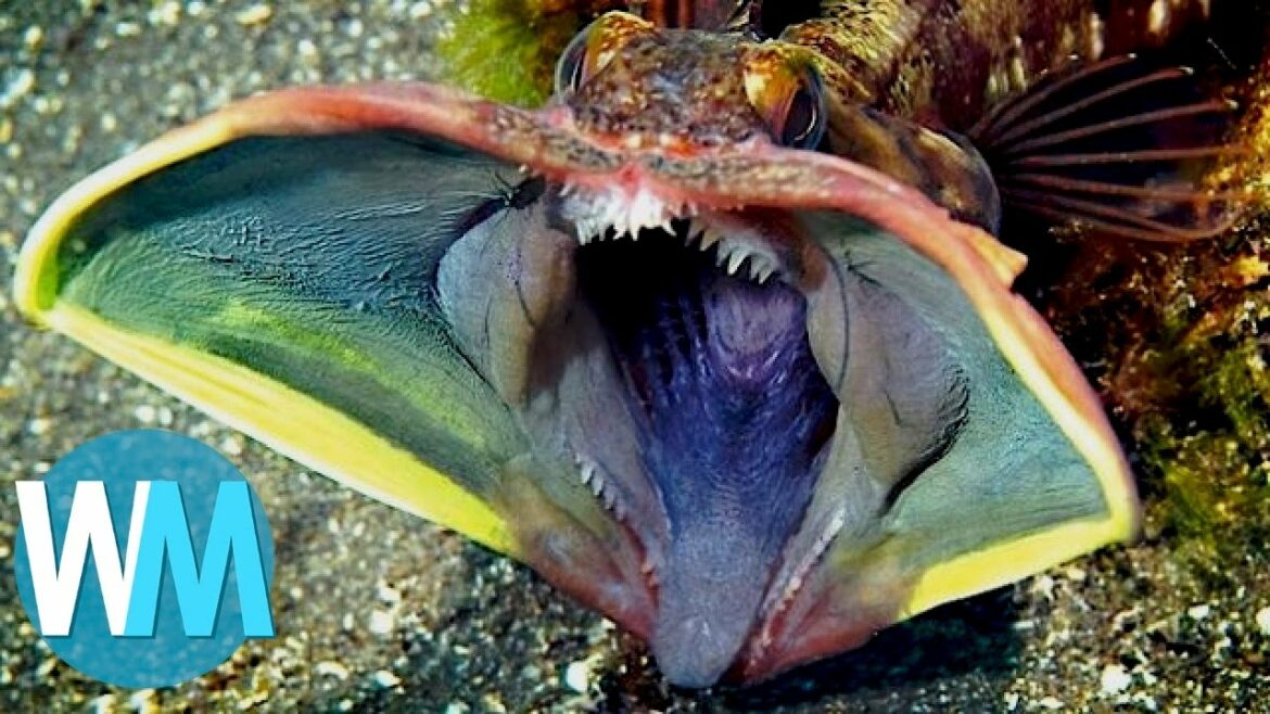 Quel sont les animaux marins dangereux ?