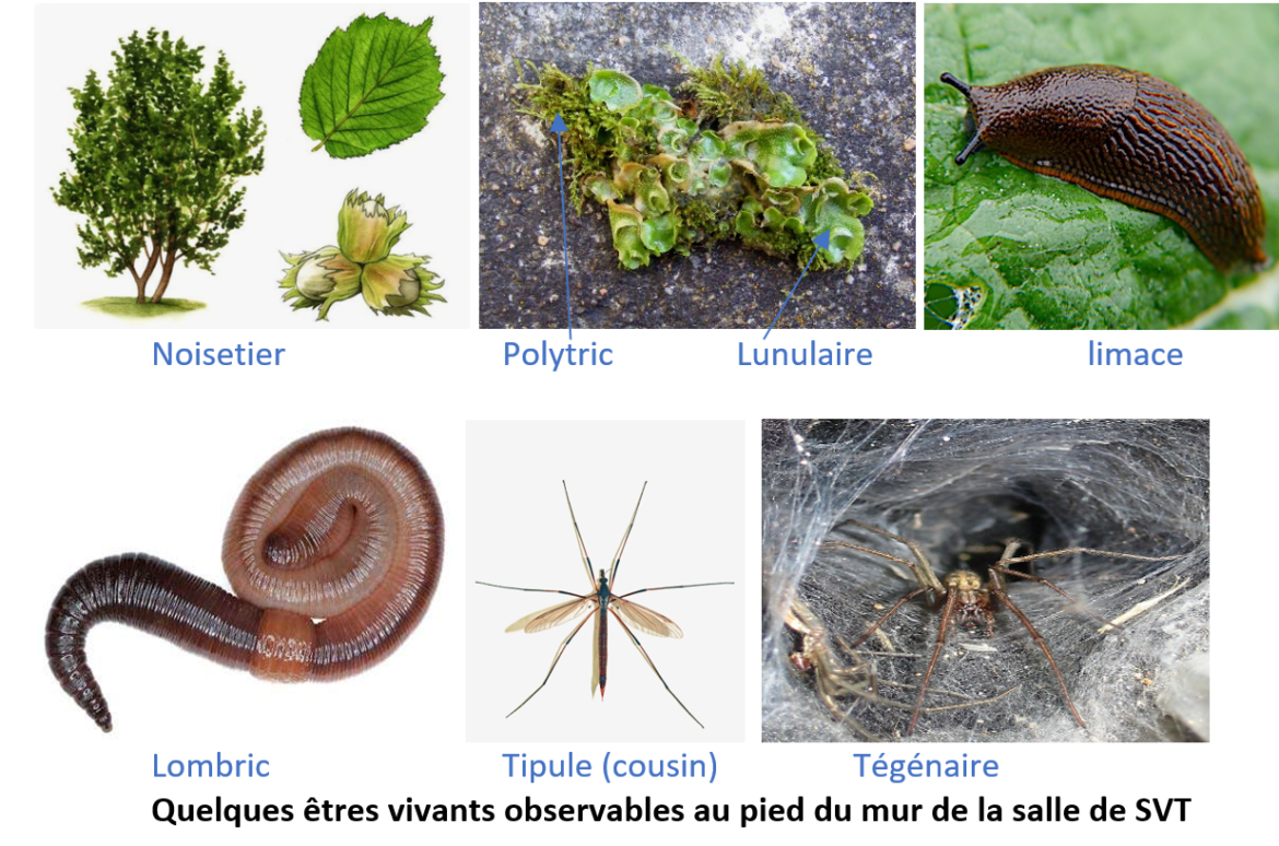 Est-ce que le champignon est un légume ?