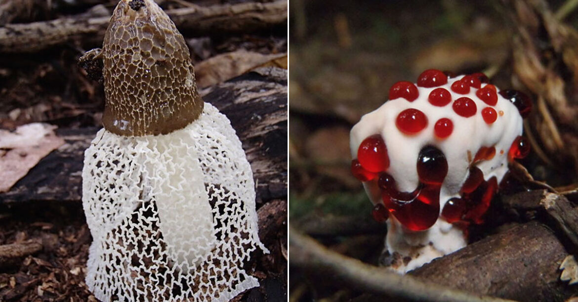 Est-ce que les champignons ça fait grossir ?