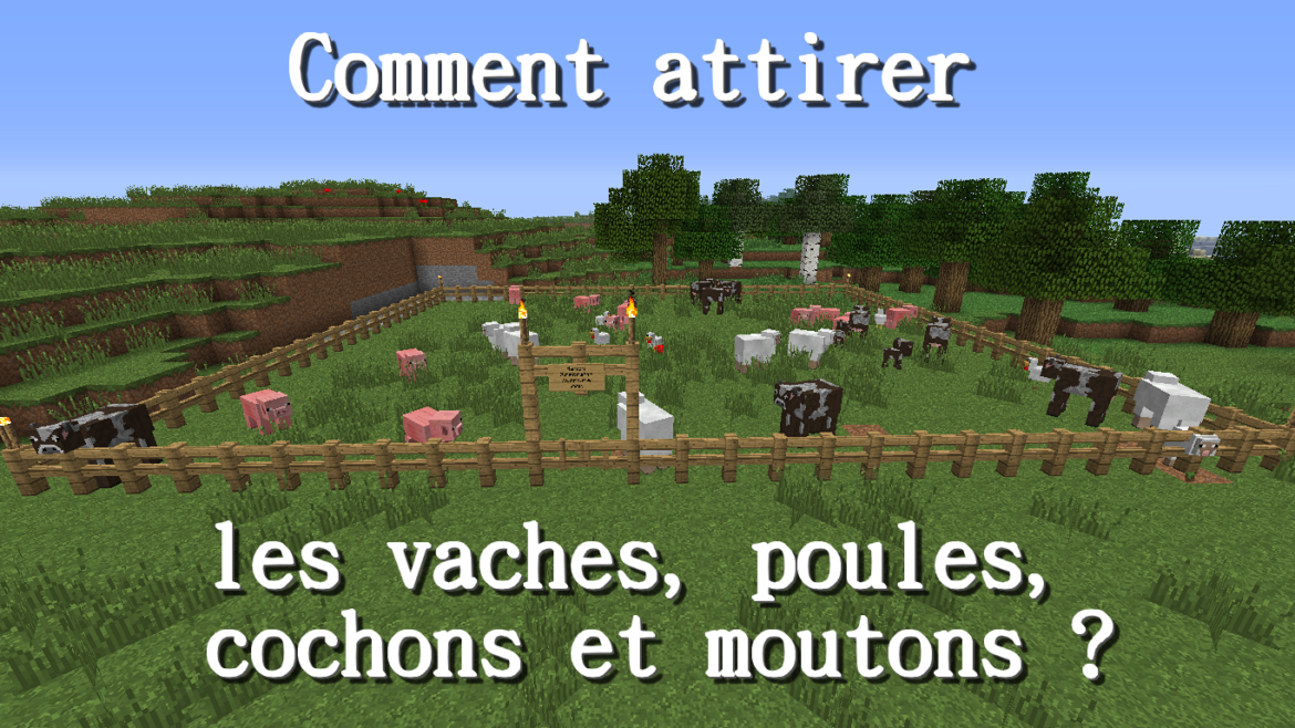 Pourquoi les vaches ont peur ?