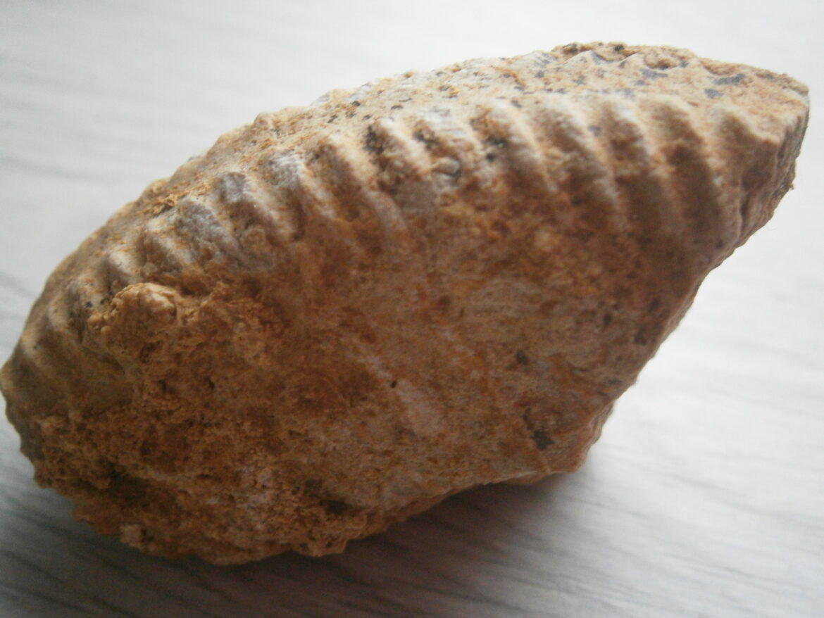 Comment avoir le gyroïde Robusto ?