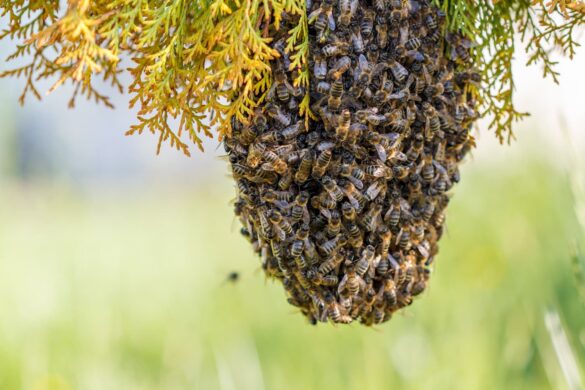 Quelle est la couleur qui attire les abeilles ?