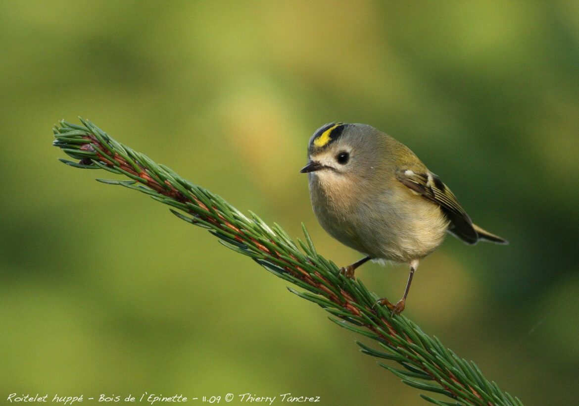 Comment est un roitelet ?
