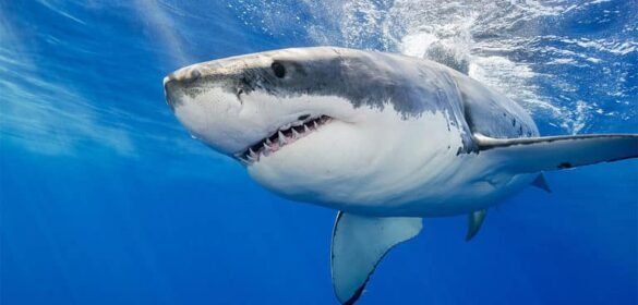 Qui peut battre Dracolosse ?