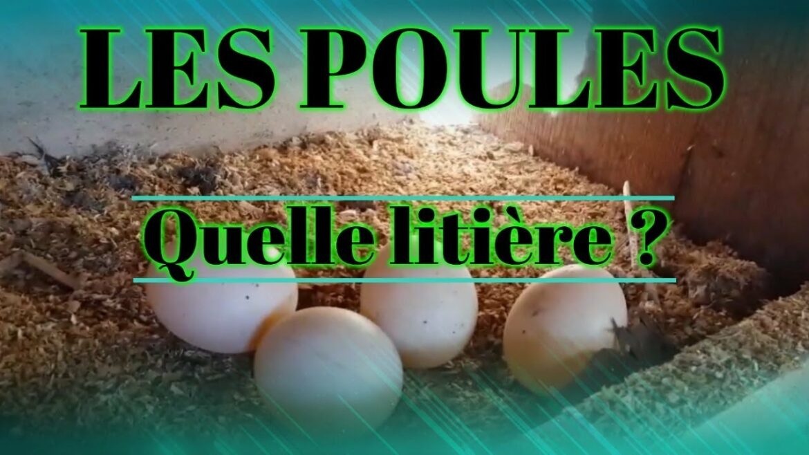 Quand évolue Minidraco ?