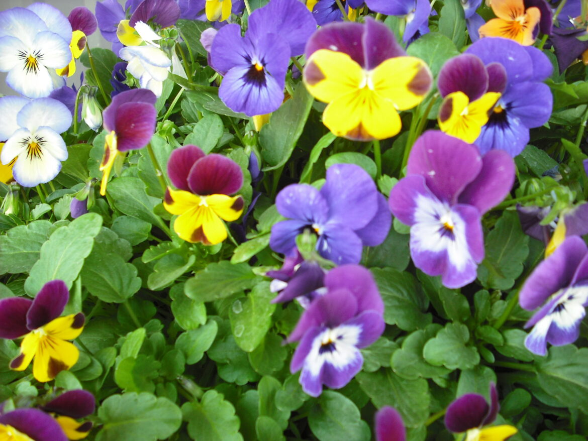 Quelle est la période de floraison des pensées ?