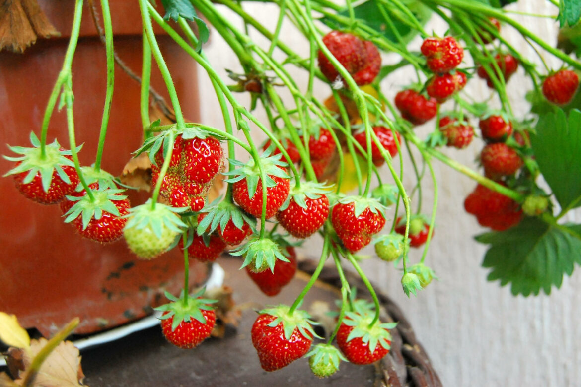 Quand Faut-il dédoubler les radis ?