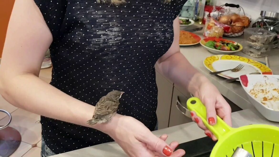 Comment nourrir un montilier ?