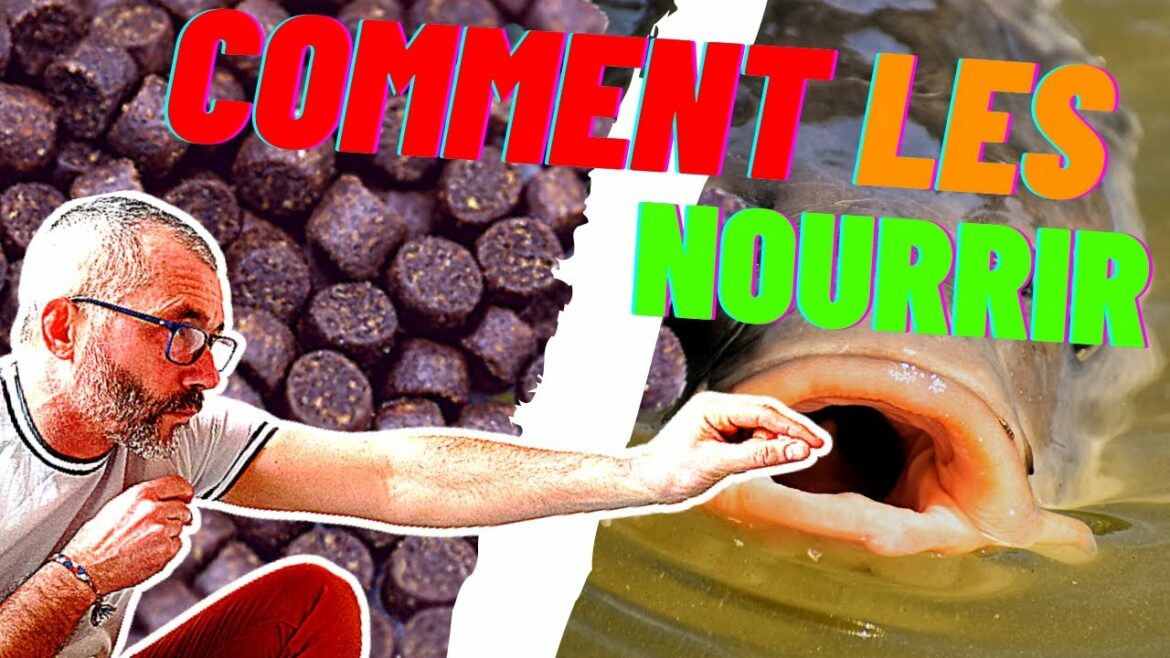 Comment nourrir un Atouin ?