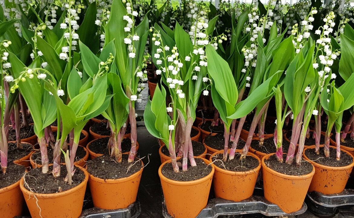 Est-ce qu'il faut couper le muguet ?