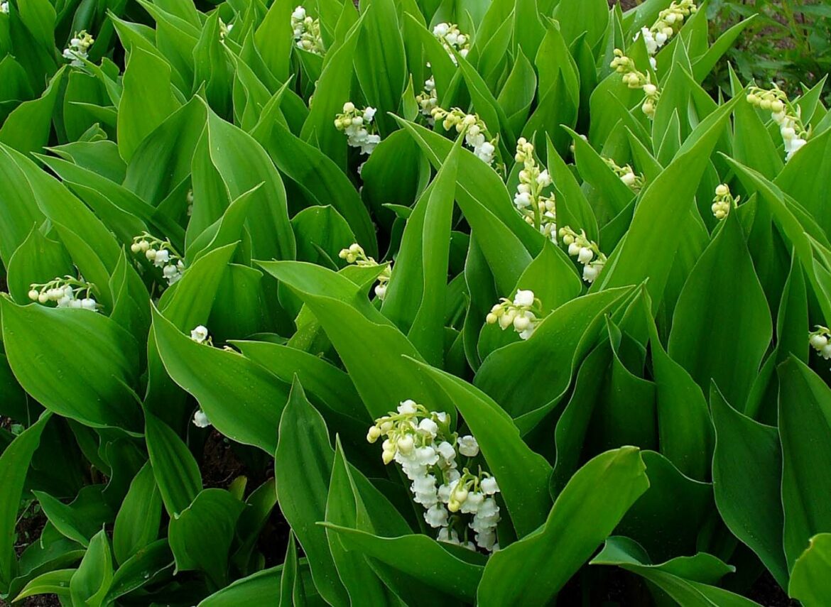 Comment s'occuper de son muguet ?