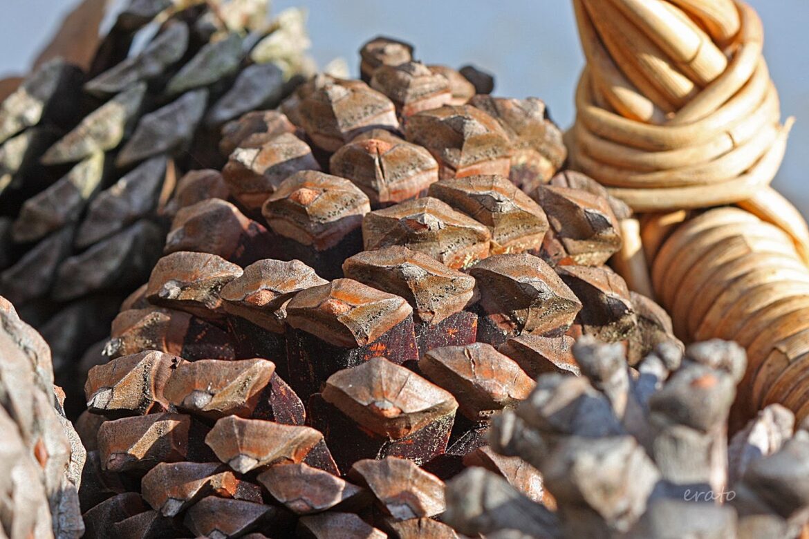 Quelle saison pour les pignons de pin ?