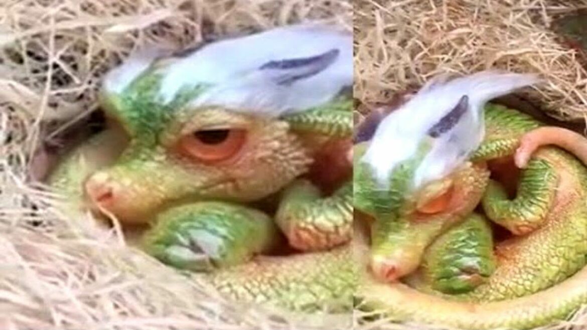 Pourquoi Hobbes A-t-il intitulé son ouvrage politique Léviathan ?