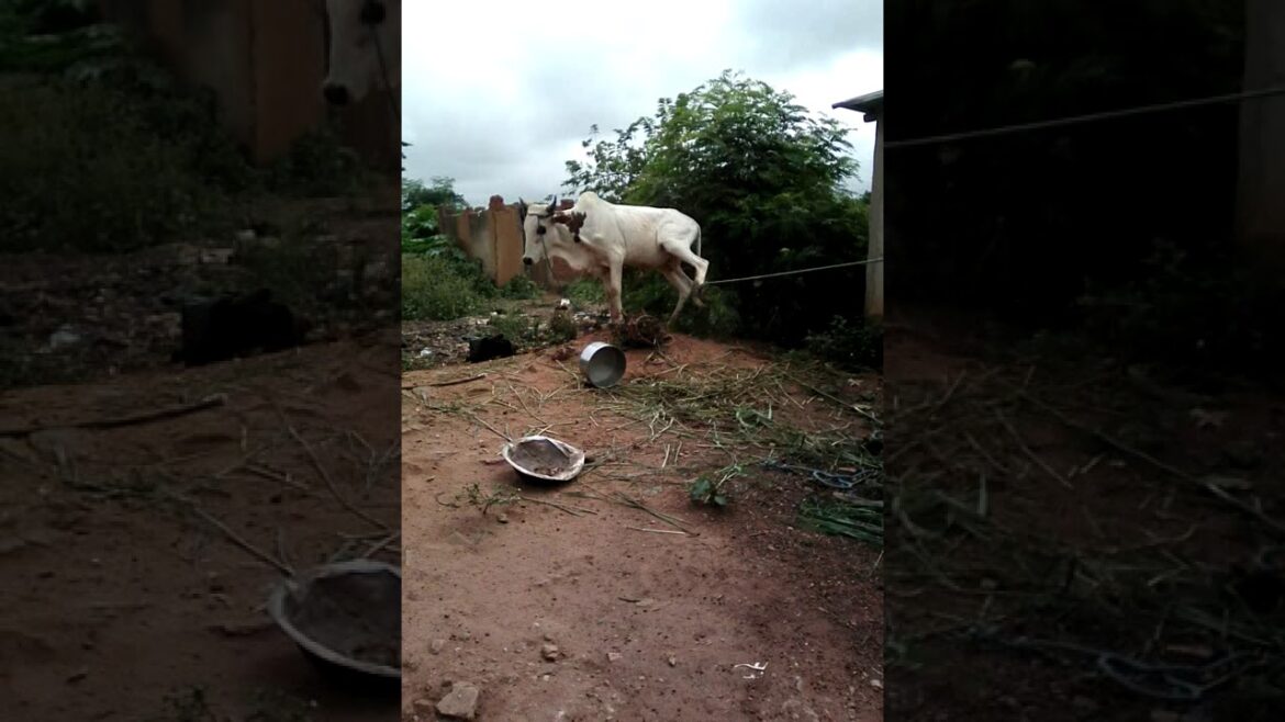 Comment faire évoluer Furaiglon Pokemon soleil ?