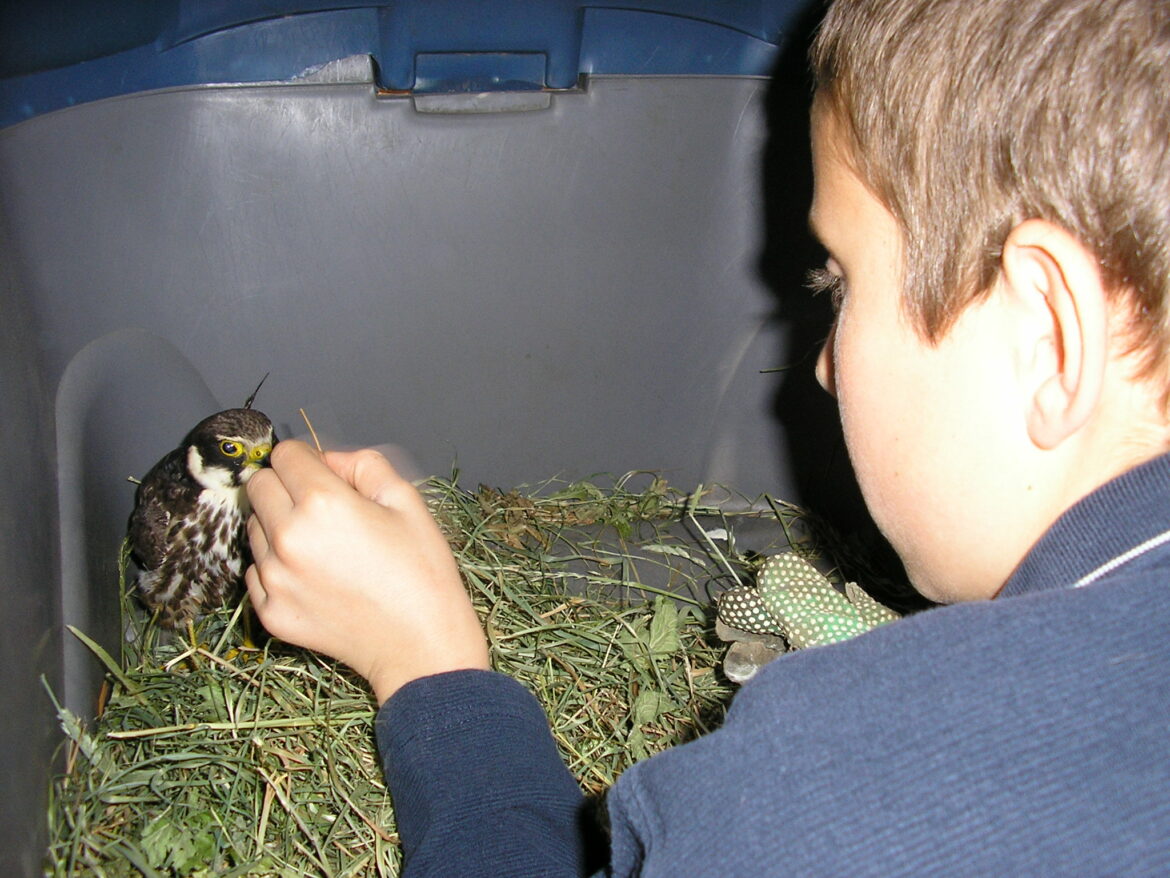 Qu'est-ce qu'un Klombo ?